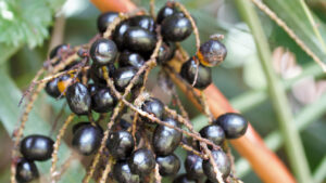 Saw Palmetto for Men's Health