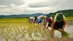 crop insurance in pakistan