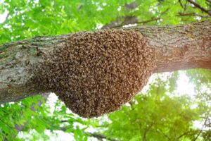 Bee Removal in Philadelphia